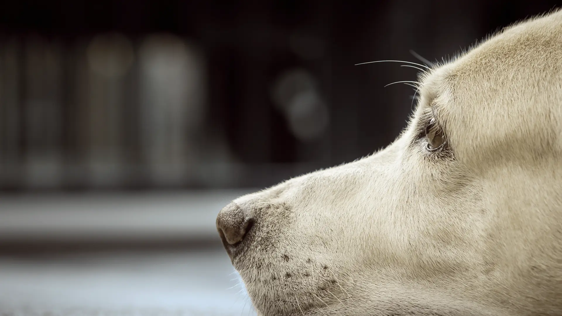 Banner-E.COOLINE-Powerdog-Kuehlweste fuer Hunde-19020x1080px